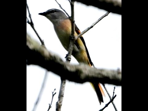 Pestrec ružový (Pericrocotus roseus) — správanie a biotop