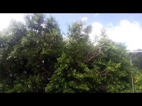 The Musial off  satya  sri  saibaba