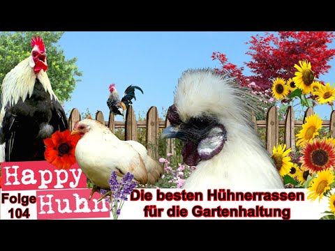 , title : 'E104 Die besten Hühnerrassen für die Gartenhaltung, HAPPY HUHN Welche Hühner eignen sich für Gärten?'