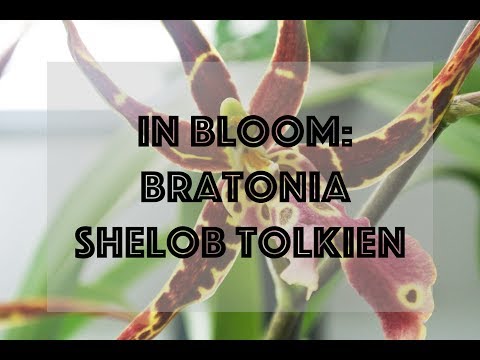 , title : 'Orchid Bloom Profile Spotlight - Bratonia (Miltassia) Shelob Tolkien