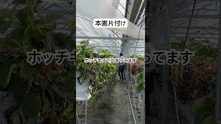 本圃片付けマルチ除去 #農業 #農協 #いちご