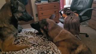 Video preview image #1 Mutt Puppy For Sale in Stevens Point, WI, USA