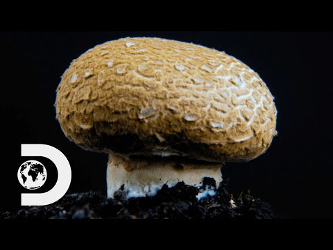 MUSHROOMS | How Do They Do It?