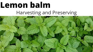 Harvesting and Preserving #Lemon Balm + #What is Lemon Balm used for?