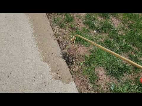Swarm of Ants Moving Near the Sidewalk in Island Heights, NJ