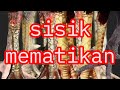 Jenis Sisik Kaki Ayam Mematikan