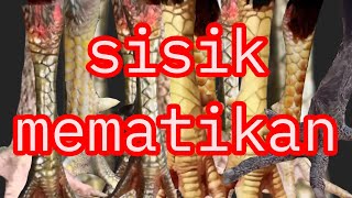 Download lagu jenis sisik kaki ayam mematikan mp3