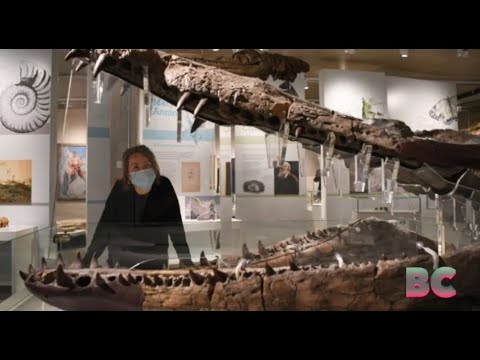 Massive sea monster skull excavated from UK’s ‘Jurassic Coast’