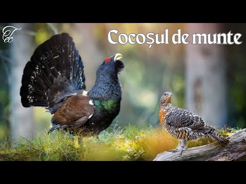 #Cocoșul de munte #FAUNA ROMANIEI - Ep 62