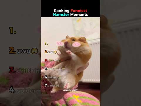 Ranking Funniest Hamster Moments