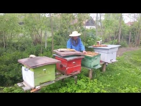 2016.05.02 Archiud - In gradina printre albine