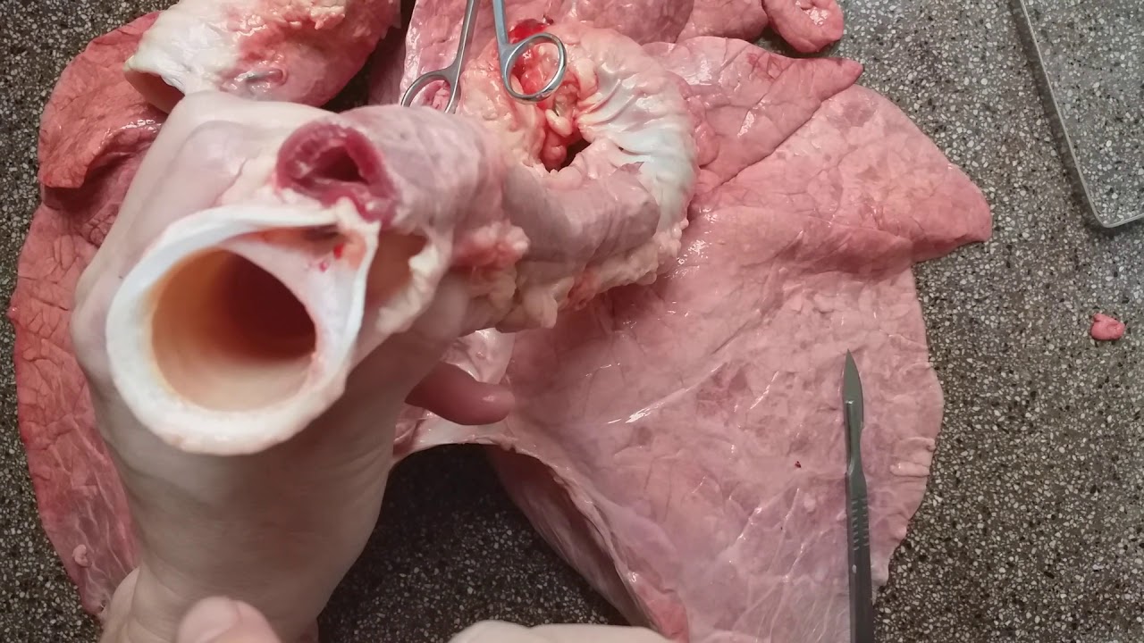 Disección de pulmón de vaca