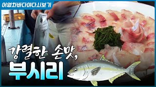 대물 중의 대물, 강태공들이 최고로 좋아하는 손맛! 부시리를 만나봅니다 #부시리 #부시리회 #낚시