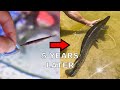 My Pet Alligator Gar 5 Years Later