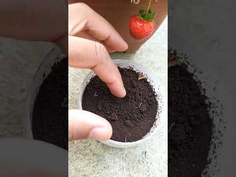 Plantar a semente de morango #morango #horta #hortaliça #hortaorgânica