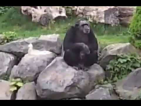 2017-02-18 - YouTube_Affe macht im Zoo den Hitlergruß