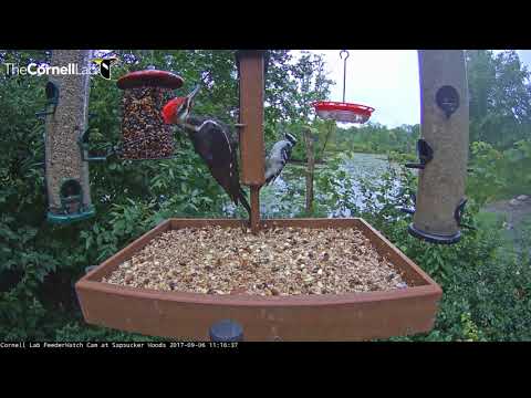 Pileated And Hairy Woodpeckers Cling To Either Side Of Suet Feeder – Sept. 6, 2017