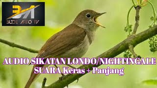 Download lagu SUARA BURUNG MASTERAN - AUDIO KASAR & PANJANG SIKATAN LONDO/Nightingale mp3