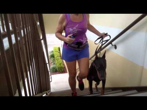 Luca — Dog training Port Orange: day 9 … stairs