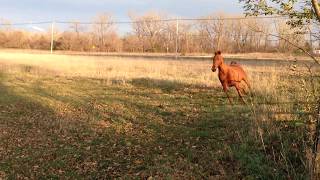 A Beautiful Chestnut American Saddlebred Horse Miss Etta James &amp; Her Best Friend Donkey (Nicky)