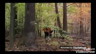 Sopranos - poison ivy Paulie Christopher Mikey