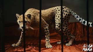 Video Trato De Princesa de Julianno Sosa , Loyaltty9CG‬