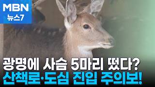 늑구에 이어 사슴도 집단 탈출…안전 유의 [MBN 뉴스7]