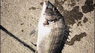 100円ショップの釣竿でこんな大物が！