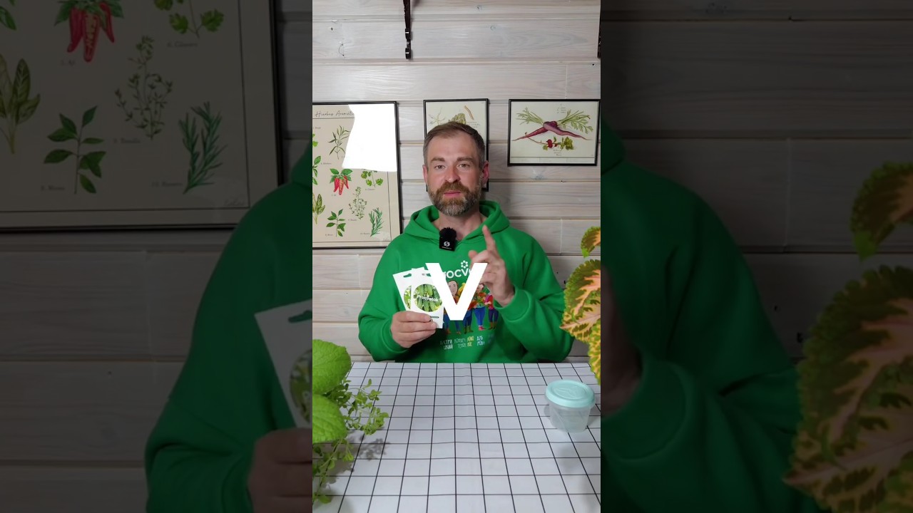 Огурцы собираю с июня до самой зимы! Секреты крепкой и урожайной рассады