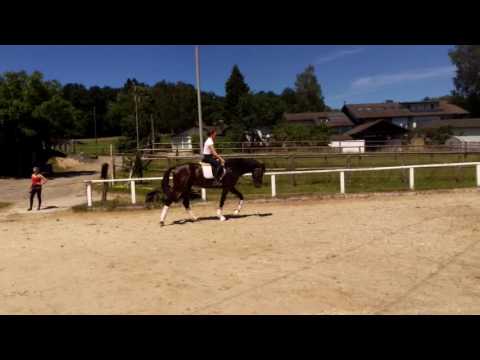 Dreijähriger Bon Bravour