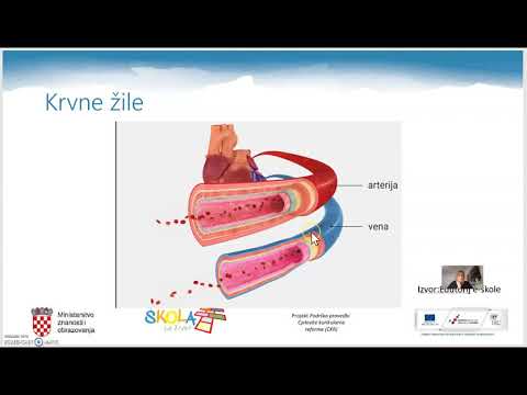 Biologija 8. r.- Srce i krvne žile