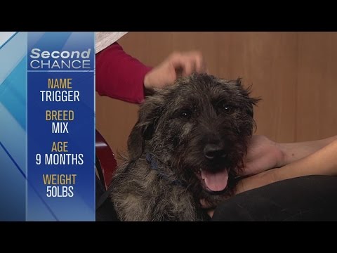 Second Chance - Trigger