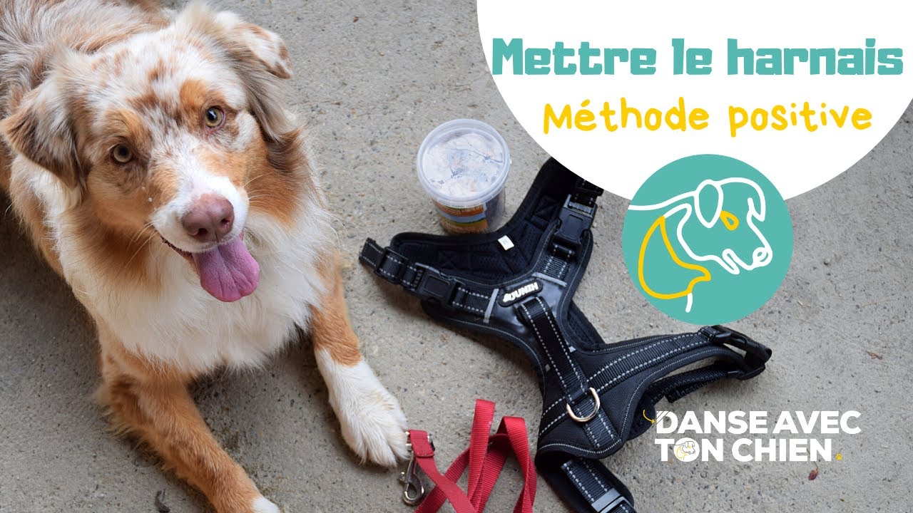 Mettre le harnais à son chien avec son consentement - Méthode positive