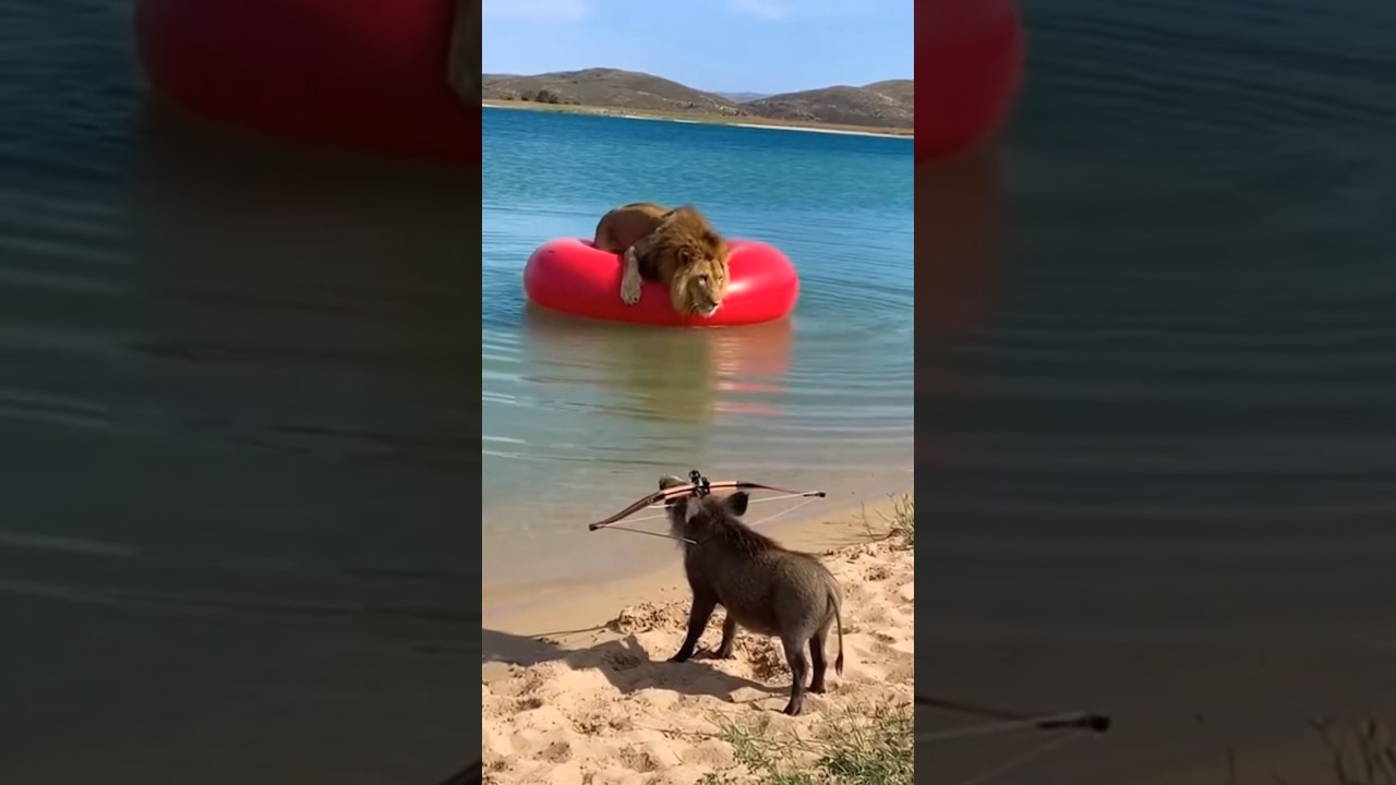 moment funny  warthog vs lion's   #warthog's #lions #momentfunny #funny #animalfunny #prank