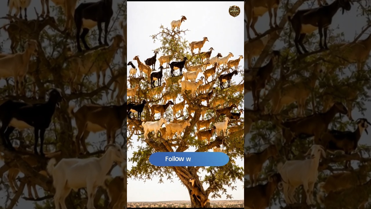 Goats living 30 feet up in trees in Morocco