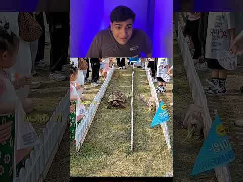 Uma tartaruga contra uma lebre 😳