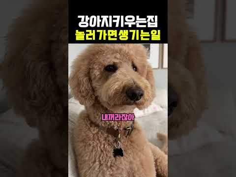 강아지 키우는 집 놀러가면 공감되는데