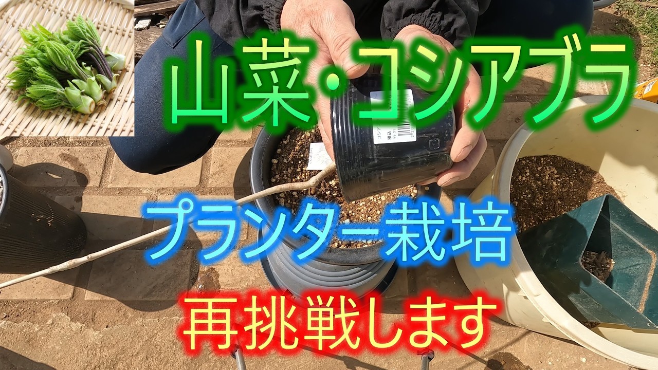 【山菜・コシアブラ】プランター栽培　再挑戦します　26/3/29