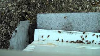 Beepusher (Squarepusher - E8 Boogie)