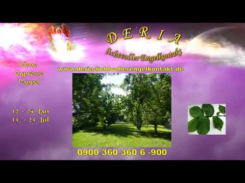 15.08.2019 Das keltische Baumhoroskop - DEIN  SEELENBAUM  2. Teil : Ulme  Zypresse  Pappel