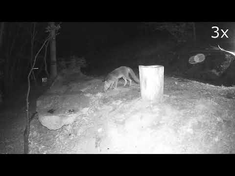 20210424 VOLPE vs FAINA più attacchi falliti