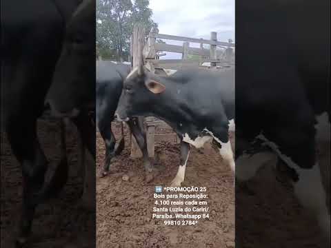 25 Bois para Reposição: 4.100 reais cada em Santa Luzia do Cariri/ Paraíba. Whatsapp 84 99810 2784*