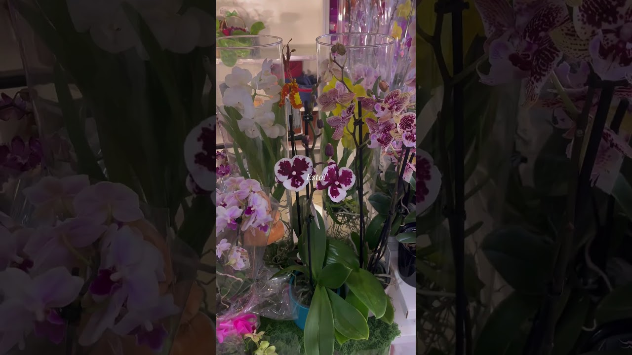 Recomendación: Orhidei.bg