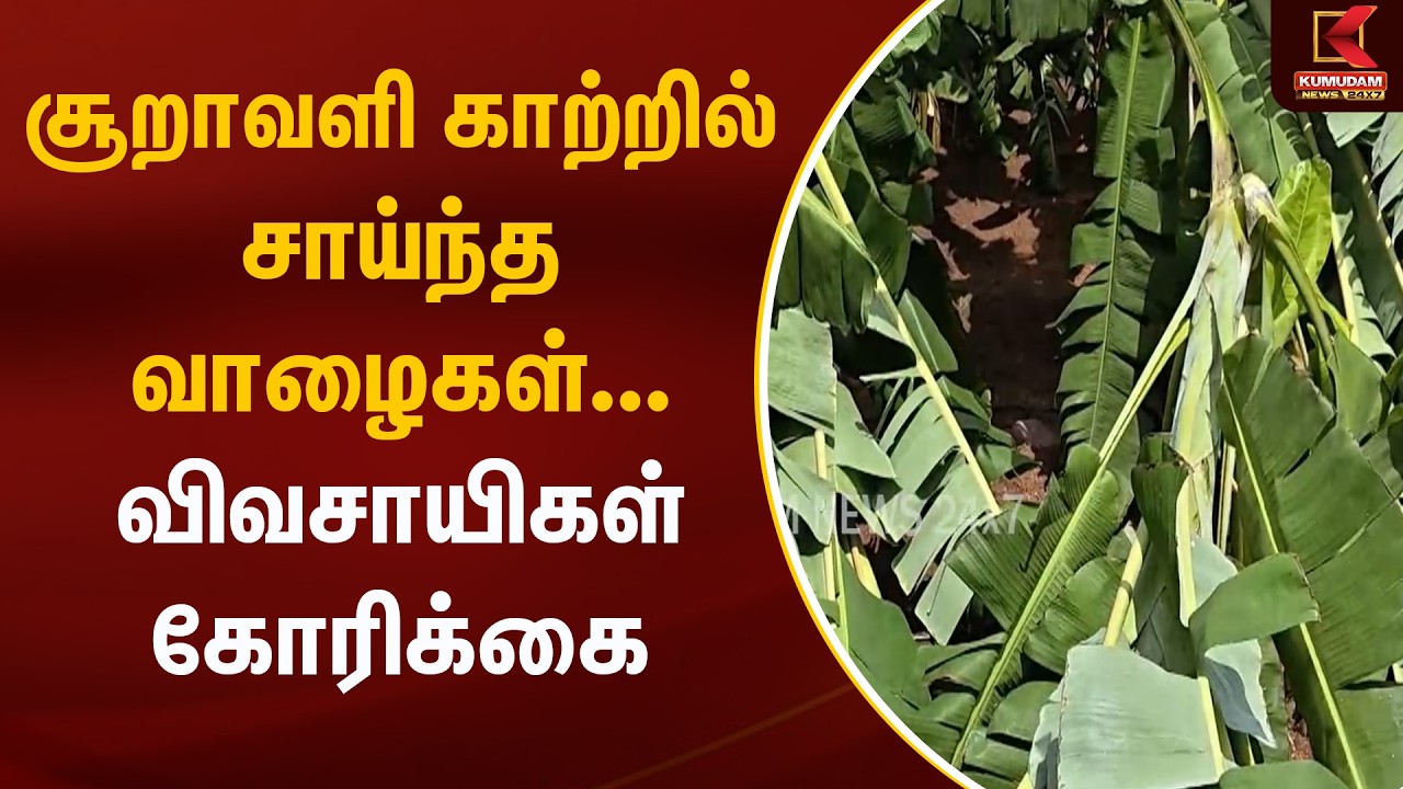 JUST NOW : சூறாவளி காற்றில் சாய்ந்த வாழைகள்... விவசாயிகள் கோரிக்கை | Kumudam News