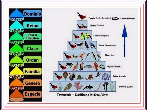 Introducción a la clasificación de los seres vivos (curso de taxonomía y análisis filogenético)