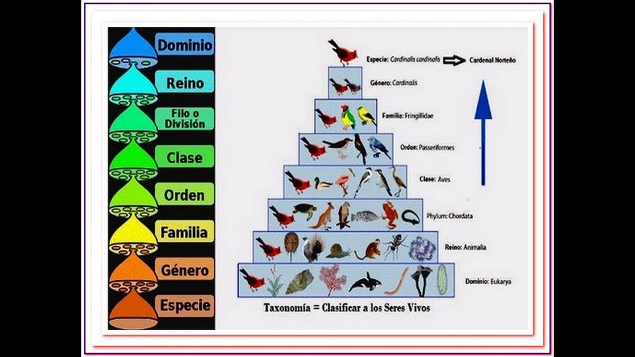 Introducción a la clasificación de los seres vivos (curso de taxonomía y análisis filogenético)