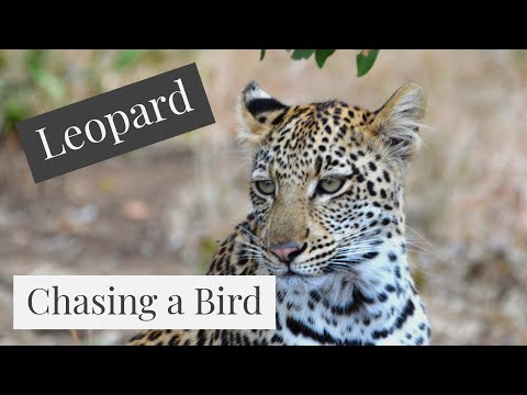 Leopard chasing a bird by Ester Odendaal