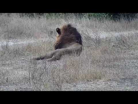 Djuma: Lion-Dark Mane of Avoca Males resting on Twin Dams Road - 09:38 - 08/16/21