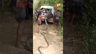 Download lagu Huge King Cobra Rescued In Odisha's Nayagarh mp3 Download lagu Huge King Cobra Rescued In Odisha's Nayagarh mp3