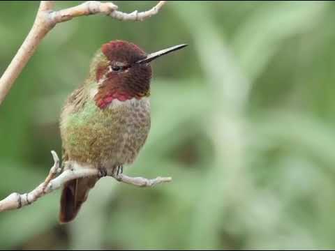 Anna's hummingbird (Calypte anna) is a medium-sized bird 